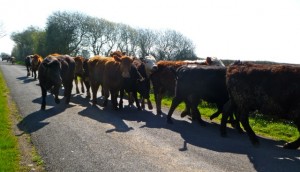 cows