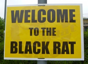 welcome to the Black Rat
