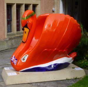 orange swan