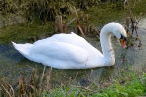 muddy swan