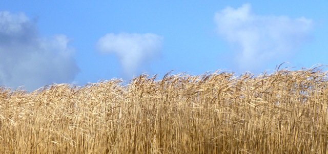 swaying grass