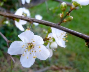 apple blossom