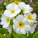 white flowers