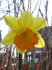 daffodil one