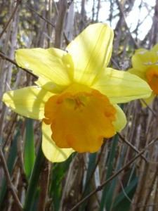 daffodil two
