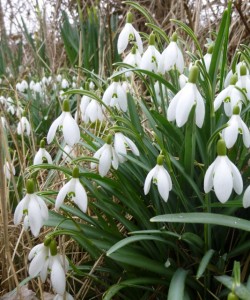 just snowdrops