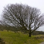 porlock 12 windblown tree