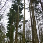 porlock 5 tall trees