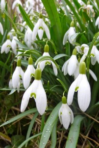 wet snowdrops