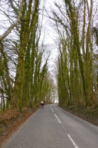 zig zag trees