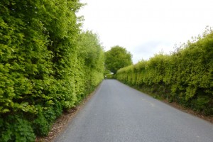 Green tunnel