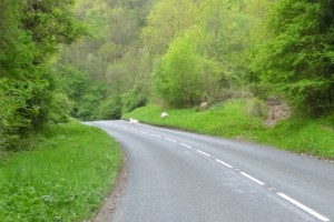 animals crossing