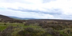 bleak moor view