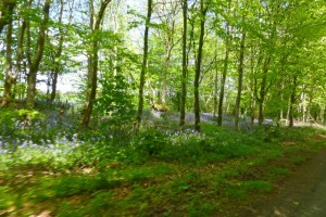 bluebells