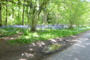 bluebells