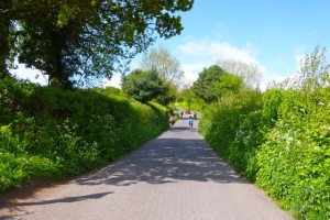 green sunny climb