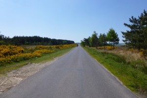 moor gorse