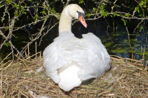 nesting swan