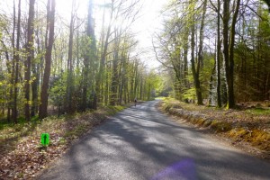 trees, road, shade