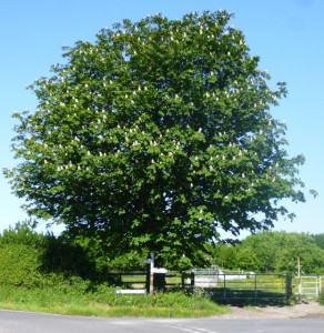 my tree in full flower