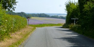 purple flowers