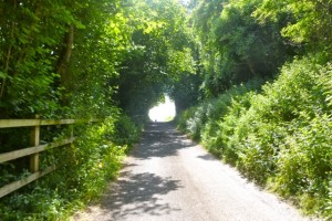 tree tunnel