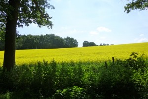 yellow flowers