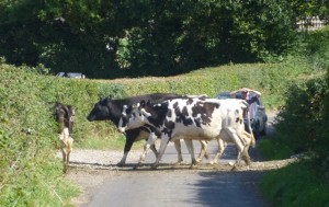 cows