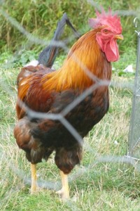 red rooster