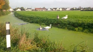 Swans in the rhyne at Mark
