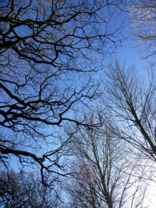 blue sky branches