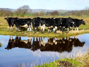 reflective cows