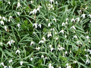 snow drops