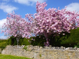 cherry blossom