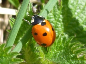 lady bird three