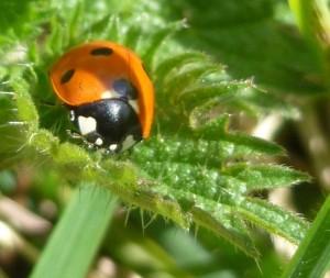 lady bird two