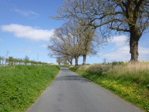 tree lined