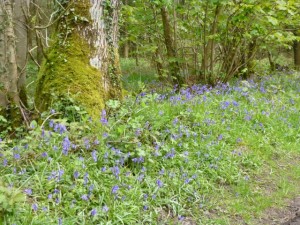 bluebells