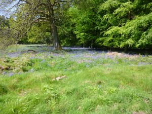 bluebells