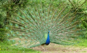 peacock