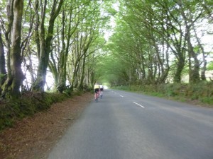 tree tunnel