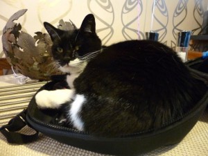 Cat in the hat box