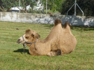 camel