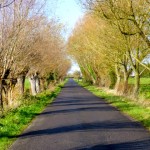 tree tunnel