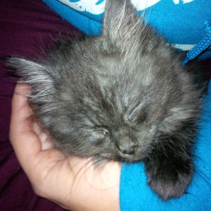 sleeping kitten