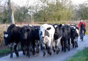 cows on the road