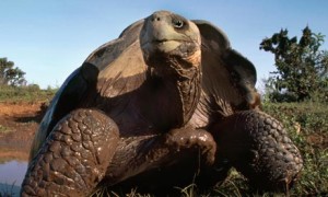 Giant-tortoise-numbers-ar-006