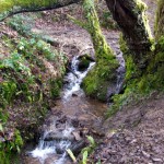 mossy stream