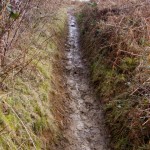 muddy path