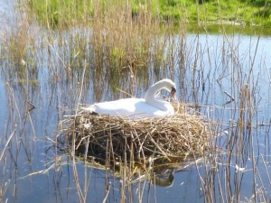 swan nesting